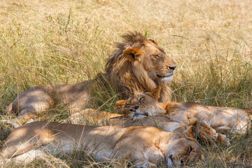 Lazy Lions sleeping in the shade a hot day