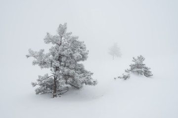 Three pines in a heavy fog in the Crimean mountains almost isolated