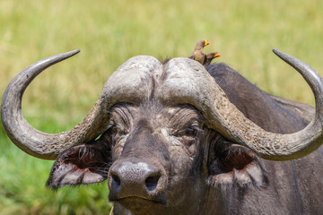 Naklejka premium African buffalo with two oxpecker on his back