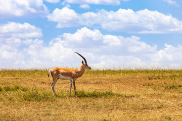 Beautiful Grant's gazelle on the savannah