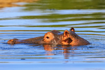 Fototapeta premium Alone hippopotamus in the water