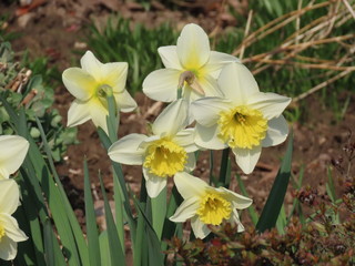 Wild daffodils in wood