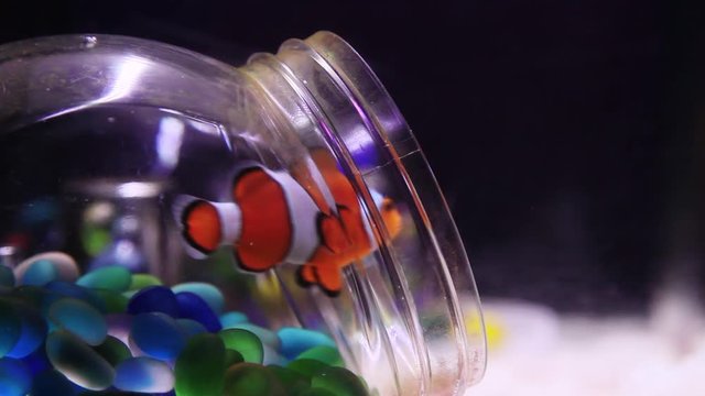 Clownfisch schwimmt im Aquarium in einem Glas