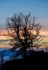 Silhouette of a bare tree on the sunset in the mountains