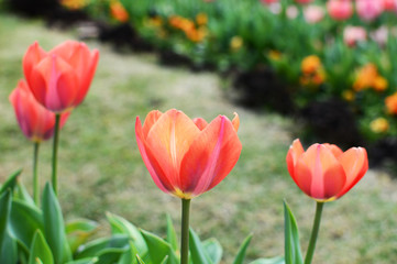 赤いチューリップの花