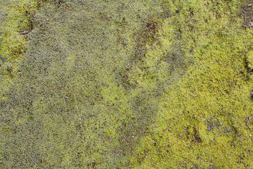 Moss green texture background. Green moss on grunge texture, background