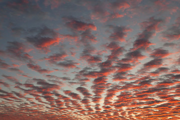 dramatic sunrise sky with special cloud formation Altocumulus stratiformis