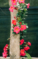 Red flowers for decoration at rural house