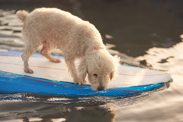 Cute white poodle on surf board