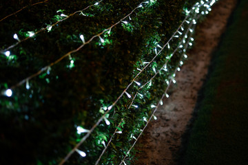 decoration light christmas celebration on garden bushes, abstract image blurred defocused background