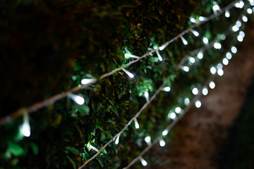 decoration light christmas celebration on garden bushes, abstract image blurred defocused background