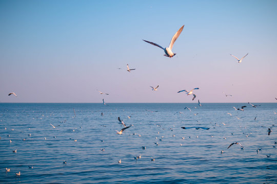 seagulls flying at the pangpoo