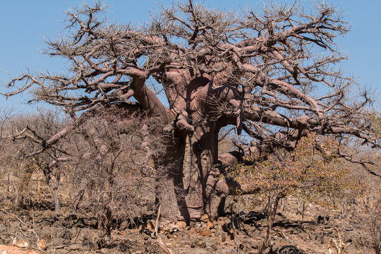 The Ombalantu baobab tree, known also as a Tree of Life or Omukwa waaMbalantu