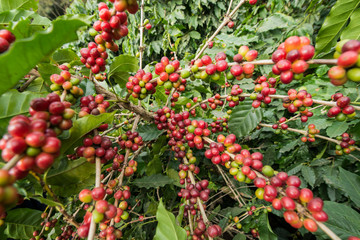 THAILAND MAE SAI COFFEE PLANTATION