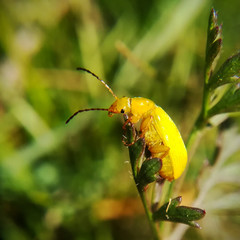 Sulphur beetle, Cteniopus sulphureus