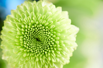 Green round flower