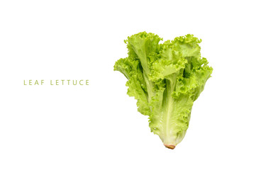 Green leaf lettuce, green coral isolated on white background