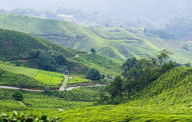 Tea plantation in Cameron Highlands, Malaysia