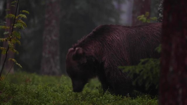 Brown Bear in forest during thunder storm