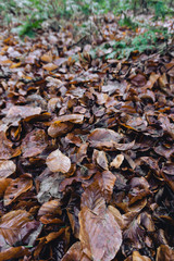 autumn leaves on the ground