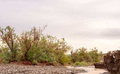 some tamarisk plants close to the desert