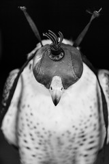 FALCONRY - Cetrería, Pancorbo, Burgos, Castilla y Leon, Spain, Europe