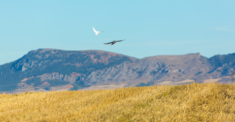 FALCONRY - Cetrería, Pancorbo, Burgos, Castilla y Leon, Spain, Europe