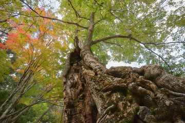 古く大きな木。大樹
