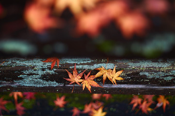 モミジの落葉。紅葉シーズンの秋の風景。