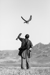 FALCONRY - Cetrería, Pancorbo, Burgos, Castilla y Leon, Spain, Europe