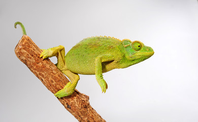 female Jackson's chameleon / weibliches Dreihornchamäleon (Trioceorus jacksonii xantholophus) © bennytrapp