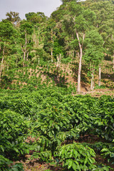 Fototapeta na wymiar Big coffee plantation field