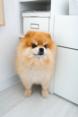 A beautiful Pomeranian breed dog stands on the floor near the cabinet