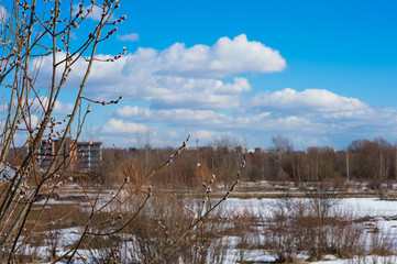 spring landscape, willow against the blue sky and white snow on a sunny day in Moscow