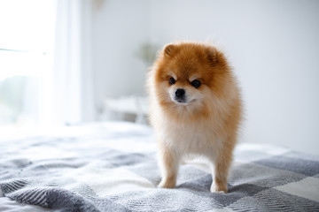 A beautiful Pomeranian dog stands on the bed in the bedroom