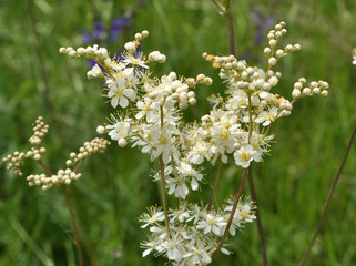 Filipendula blooms in the meadow in the wild