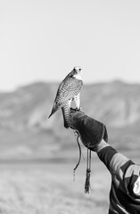 FALCONRY - Cetrería, Pancorbo, Burgos, Castilla y Leon, Spain, Europe