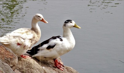 Duck -Goose near lake -near water- near green grass