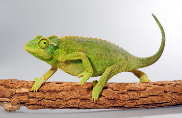 female Jackson's chameleon / weibliches Dreihornchamäleon (Trioceorus jacksonii xantholophus) © bennytrapp