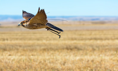 FALCONRY - Cetrería, Pancorbo, Burgos, Castilla y Leon, Spain, Europe