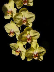 Yellow Orchids on Black Background