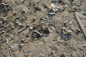 Müll am Strand