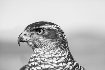 Northern Goshawk, FALCONRY - Cetrería, Pancorbo, Burgos, Castilla y Leon, Spain, Europe