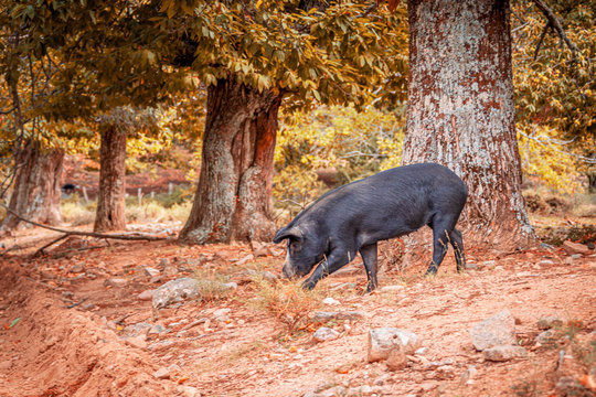 Corsican wild boar
