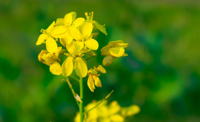 Close up of Mustered Flowers Brassicaceae or Cruciferae flowers