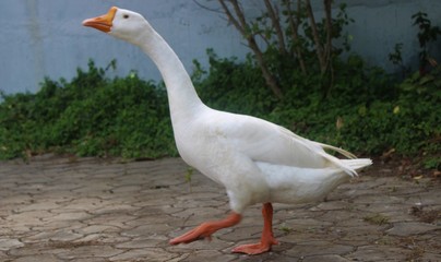 Duck -Goose near lake -near water- near green grass
