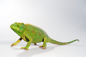 female Jackson's chameleon / weibliches Dreihornchamäleon (Trioceorus jacksonii xantholophus) © bennytrapp