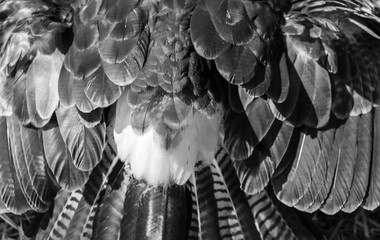 FALCONRY - Cetrería, Pancorbo, Burgos, Castilla y Leon, Spain, Europe