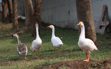 Obraz premium Duck -Goose near lake -near water- near green grass