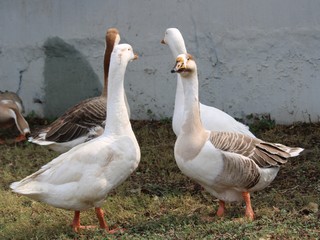 Naklejka na ściany i meble Duck -Goose near lake -near water- near green grass